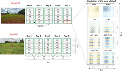 Upland rice varietal mixtures in Madagascar: evaluating the effects of varietal interaction on crop performance